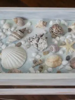 Sea shell shadow box table