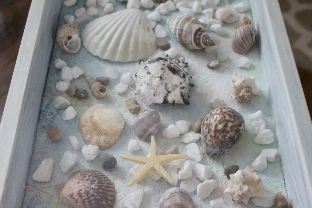 Sea shell shadow box table