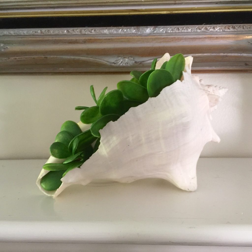 Conch Shell Succulent