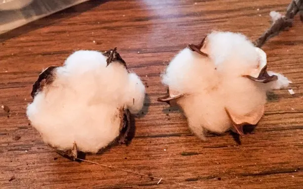 How_to_make_cotton_boll_pods