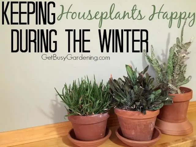 Keeping Houseplants Happy During The Winter - Get Busy Gardening! - HMLP 122 Feature