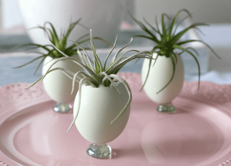 Natural Blue Eggs Used As Planters With Air Plants Our Crafty Mom #airplants #eastereggs #easterplacecards