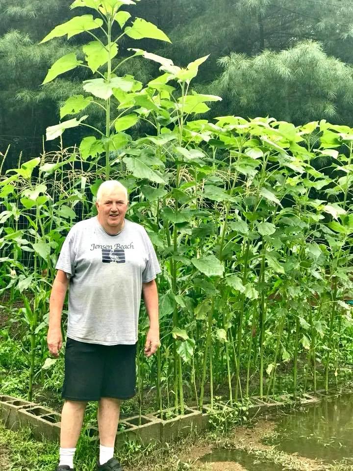 Dad and sunflower garden