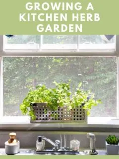 5 tips for kitchen herb garden