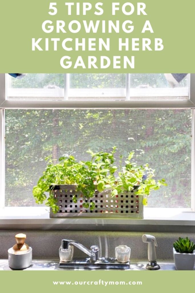 5 tips for kitchen herb garden