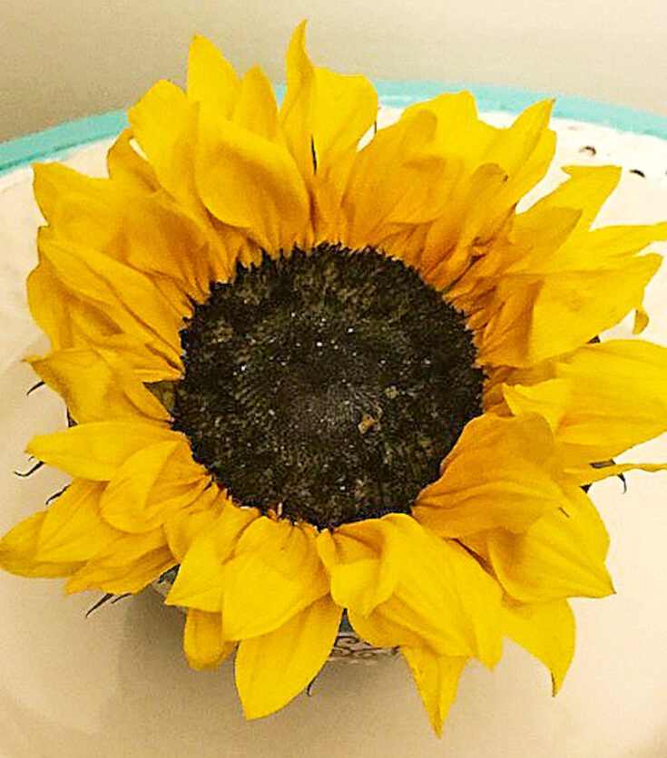 large sunflower