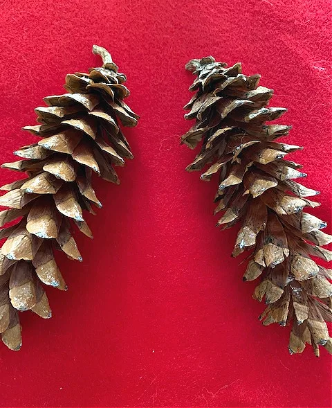 pine cones on red felt