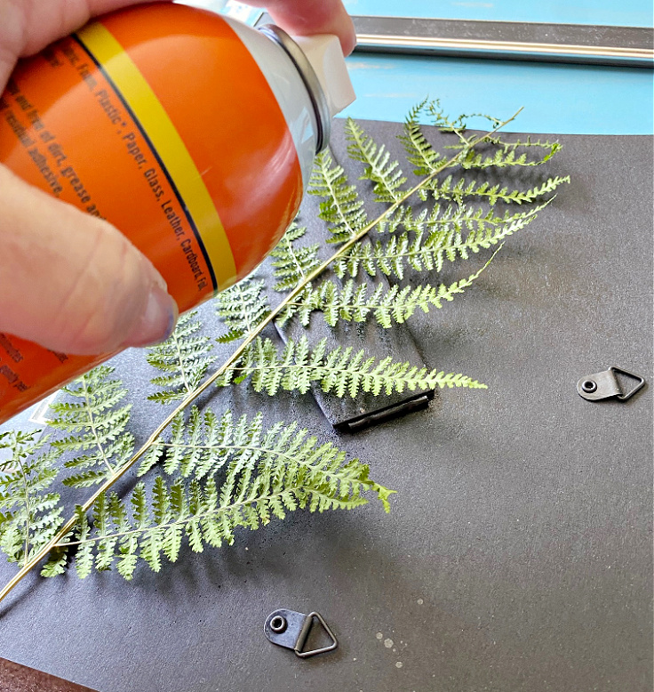 spray adhesive on fern