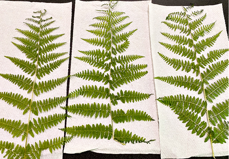 ferns on paper towels