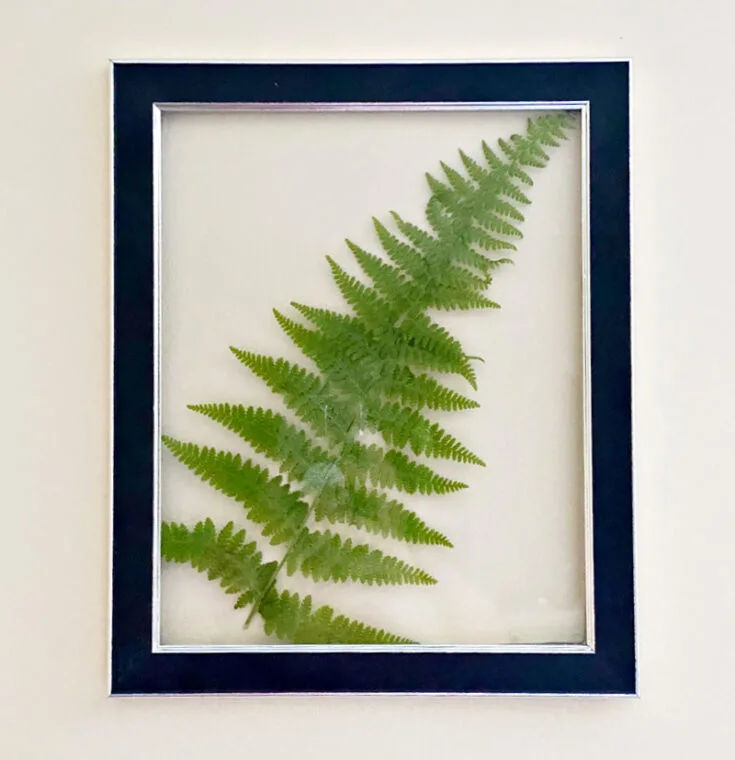 large fern glued to frame