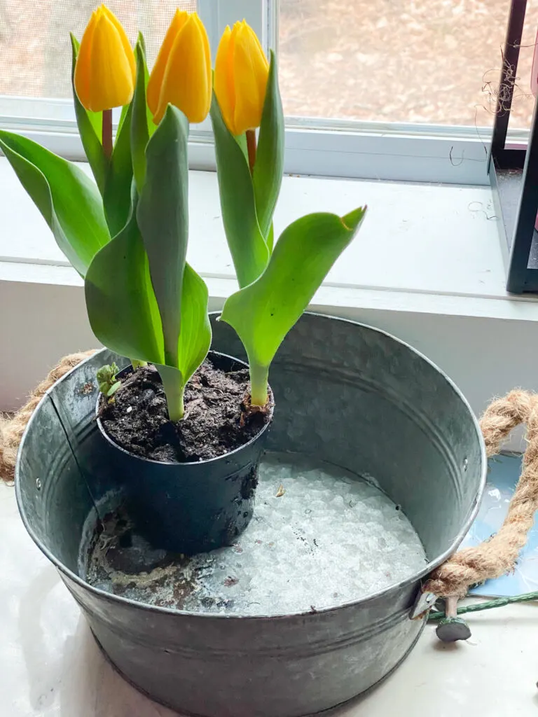 Tulip in galvanized bucket