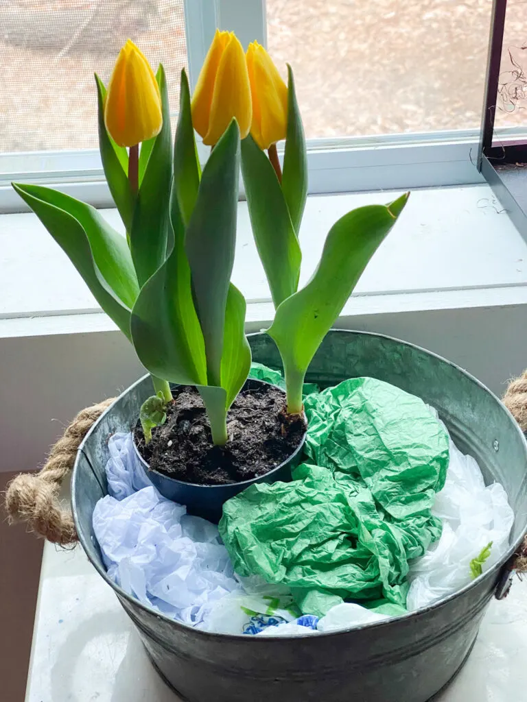 Placing tulip in galvanized bucket