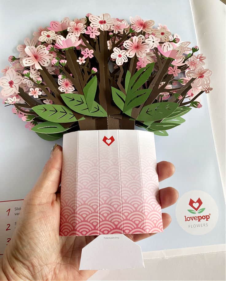 taking pop-up cherry blossom bouquet out of package