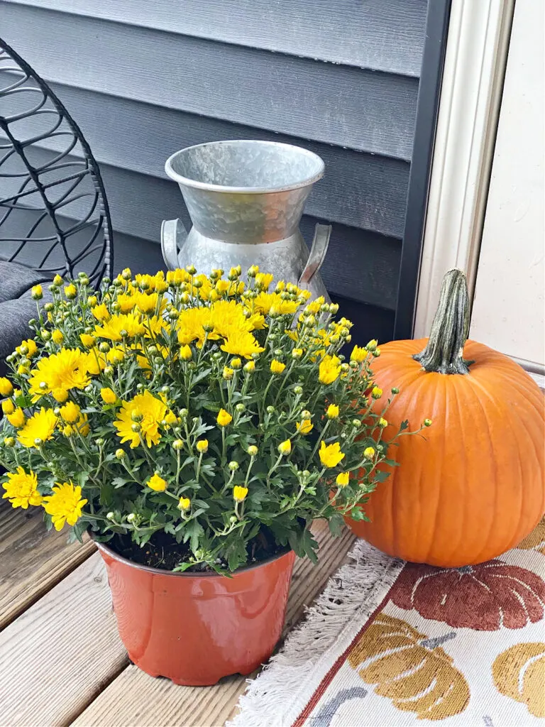 yellow mums and orange pumpkin on small fall porch