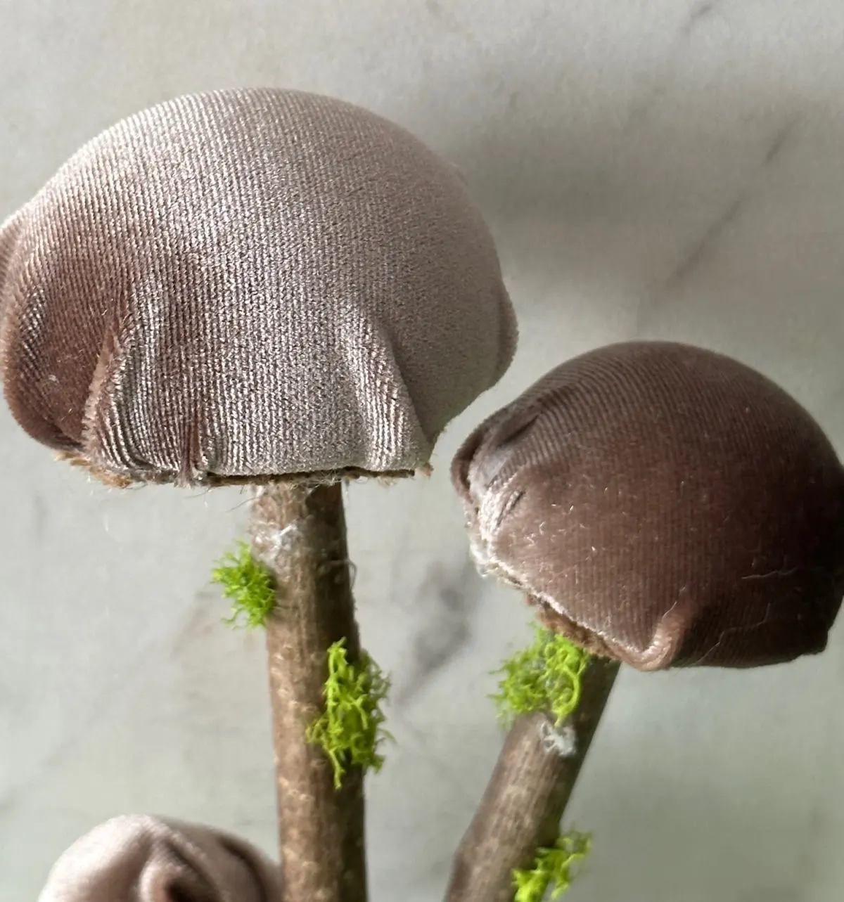 close up of velvet mushrooms