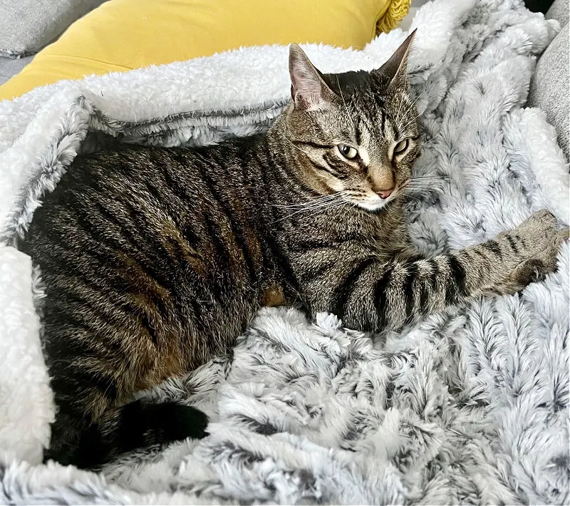 Tiggy the cat on blanket