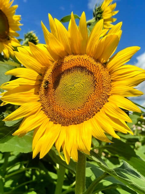 close up of sunflower with bee
