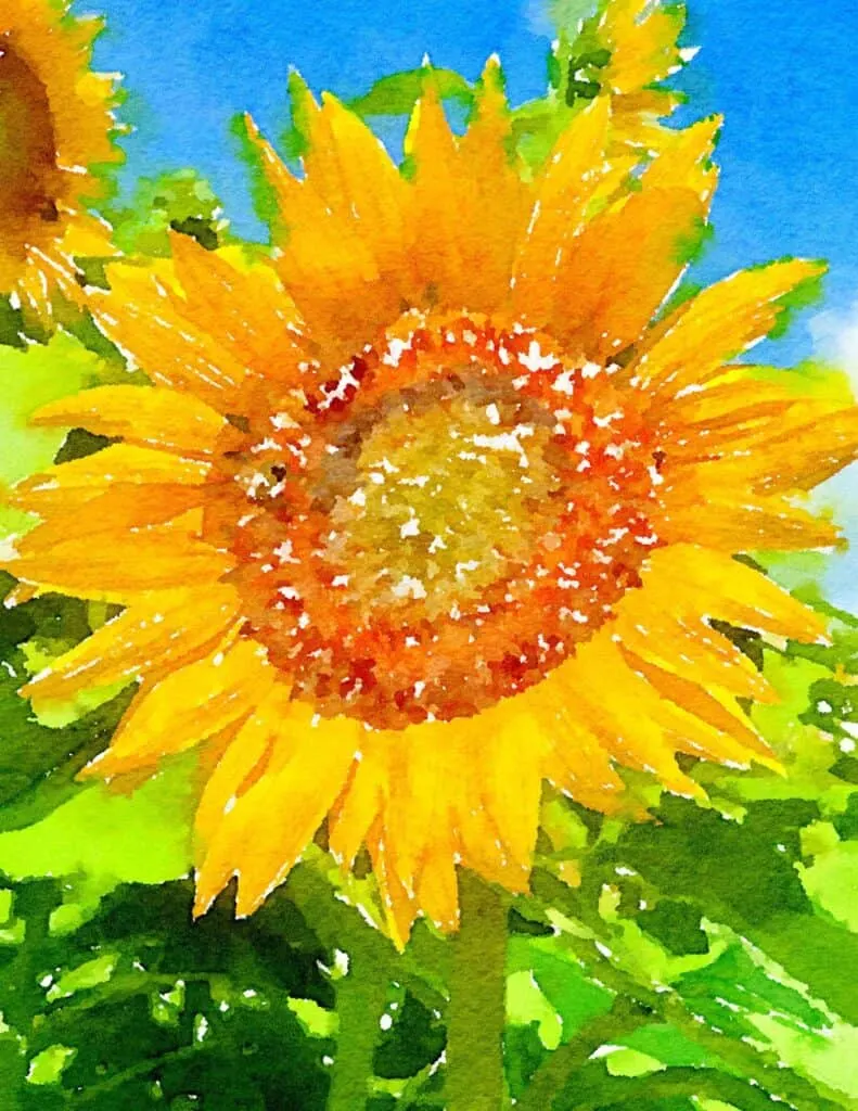 before and after waterlogue art sunflower prints