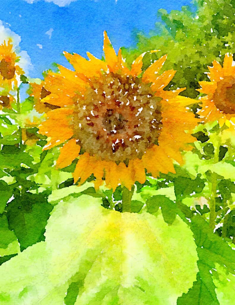 waterlogue app used on sunflower art