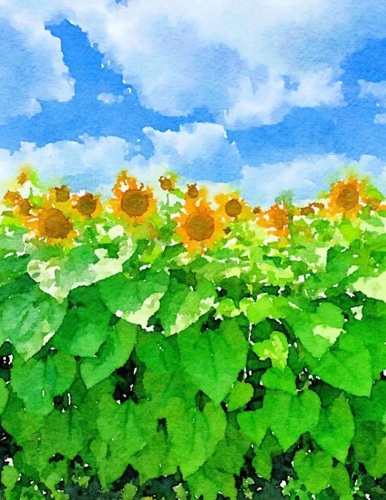field of sunflowers with waterlogue app