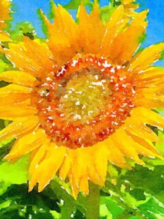 close up of watercolor sunflower