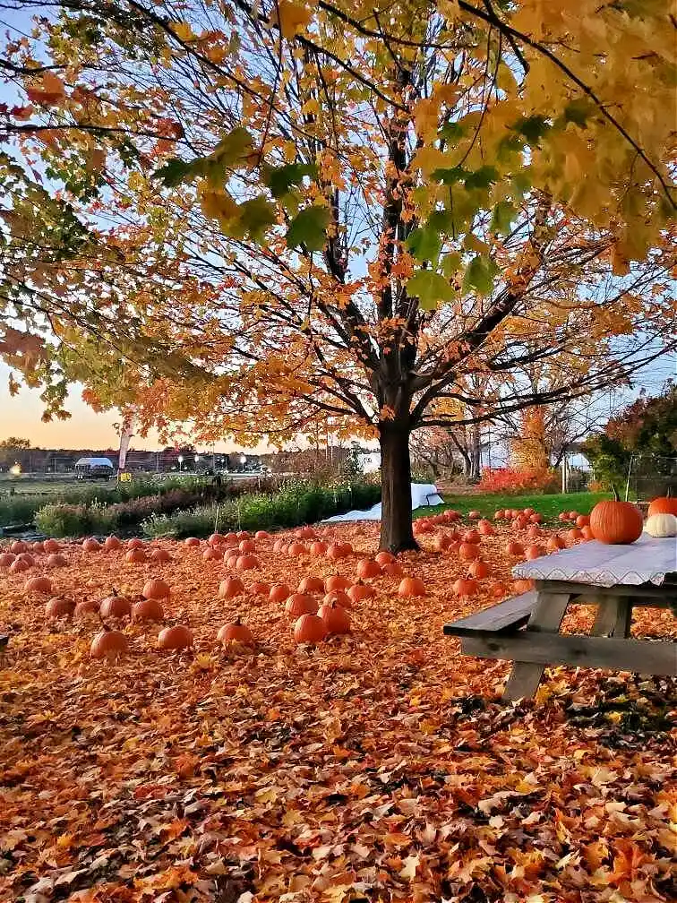 fall in New Hampshire