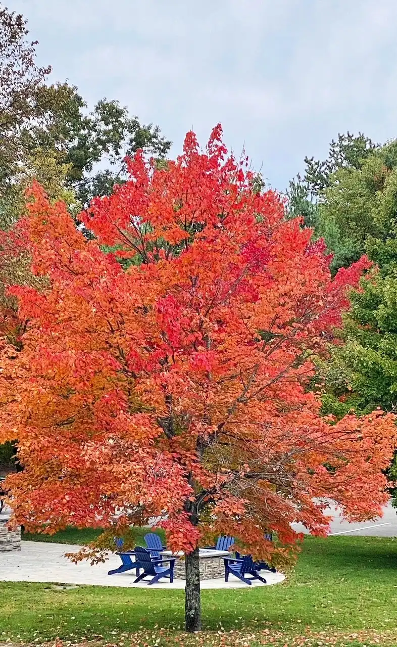 fall foliage Concord NH