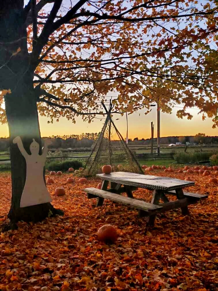fall foliage with sunset