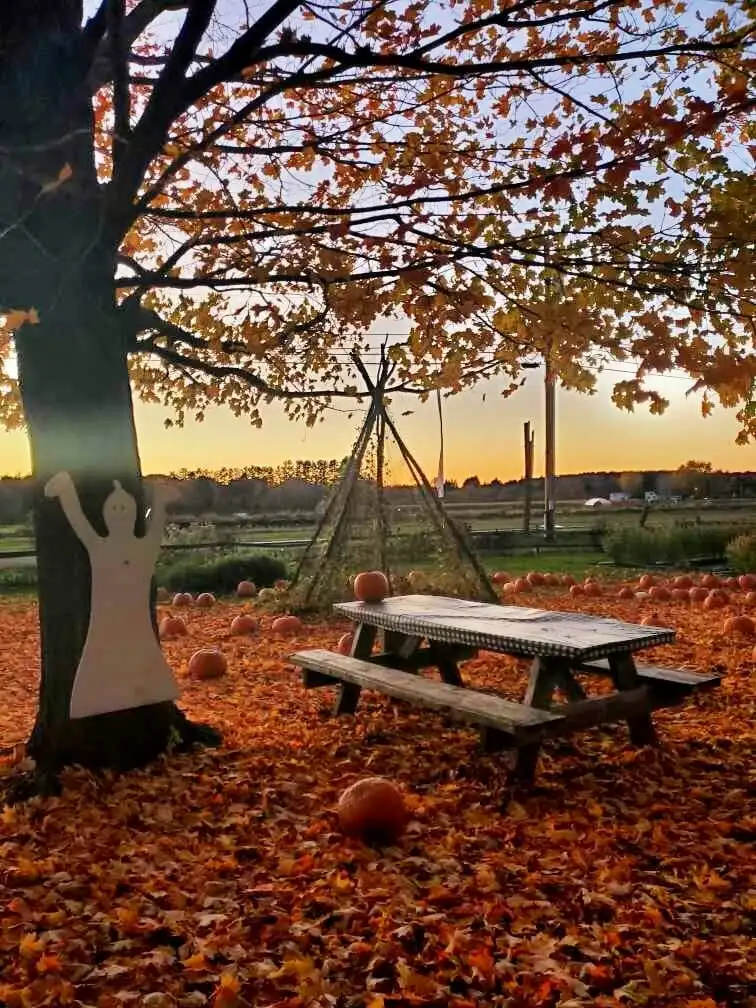 fall foliage with sunset
