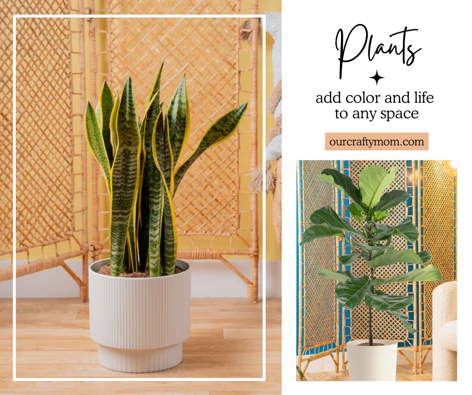 collage with floor plants