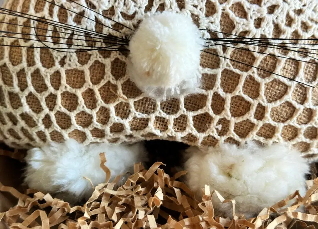 close up of bunny nose and whiskers